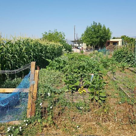 Eco Glamping With Pool Between Nafplio And Argos Hotel Eksteriør billede