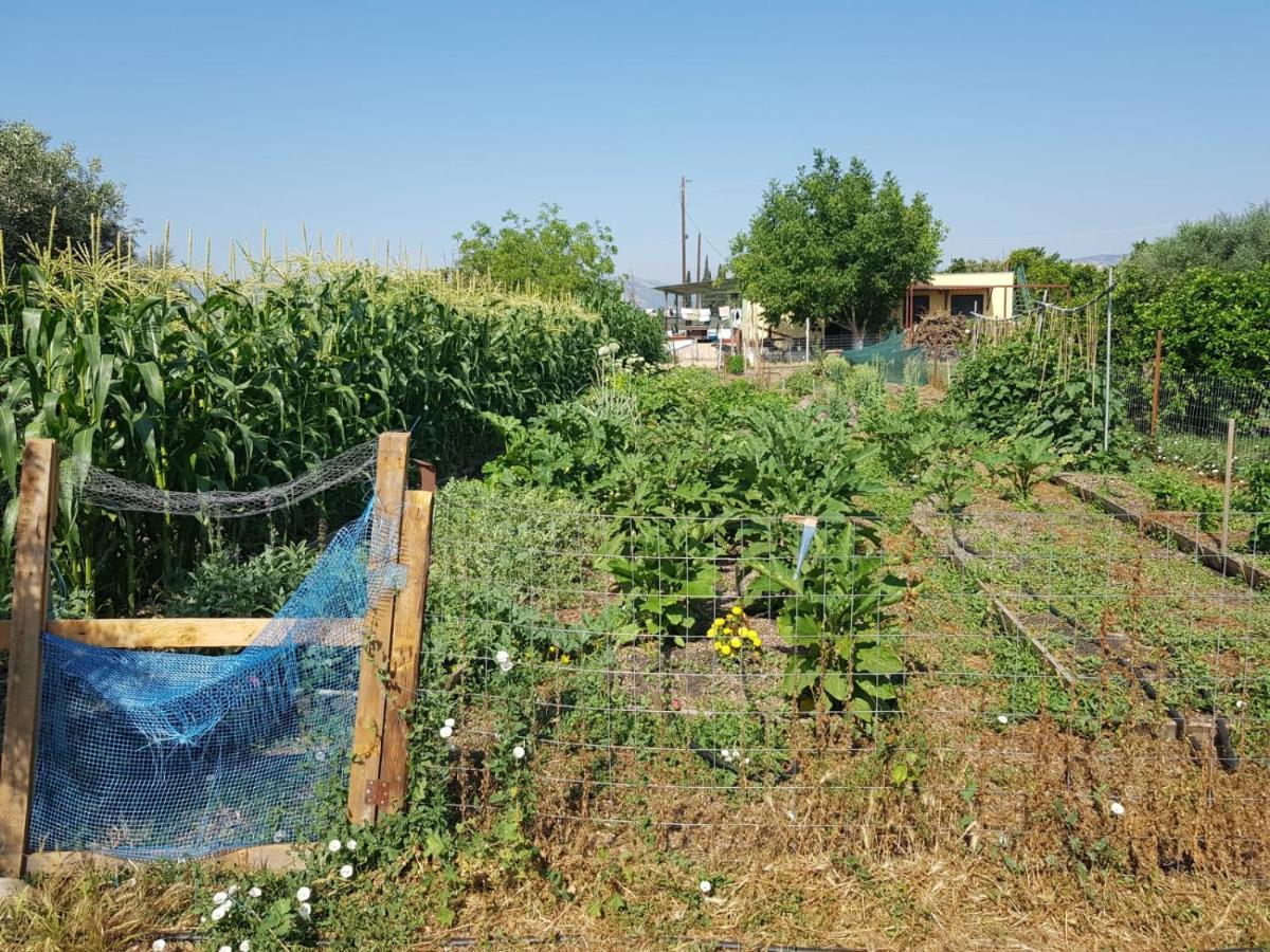 Eco Glamping With Pool Between Nafplio And Argos Eksteriør billede