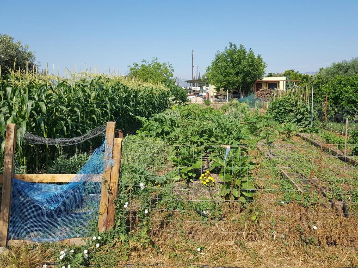 Eco Glamping With Pool Between Nafplio And Argos Hotel Eksteriør billede